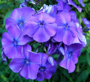 Floks wiechowaty 'Blue Boy'  Phlox paniculata 'Blue Boy'