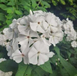 Floks wiechowaty 'Merlinka'  Phlox paniculata 'Merlinka'