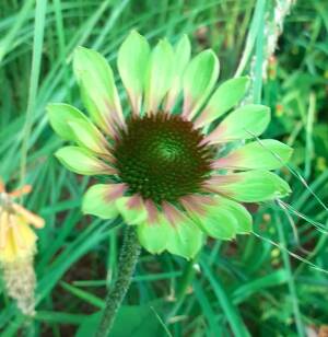 Jeżówka ogrodowa 'Green Twister' Echinacea hybrida 'Green Twister' DOSTĘPNA PO 15 CZERWCA 2024