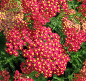 Krwawnik pospolity 'Paprika'  Achillea millefolium 'Paprika' 