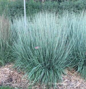 Palczatka miotlasta 'Blue Heaven'  Schizachyrium scoparium 'Blue Heaven' 