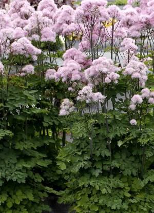 Rutewka orlikolostna 'Nimbus Pink'  Thalictrum aquilegifolium 'Nimbus Pink' DOSTĘPNA PO 15 ZCERWCA 2024