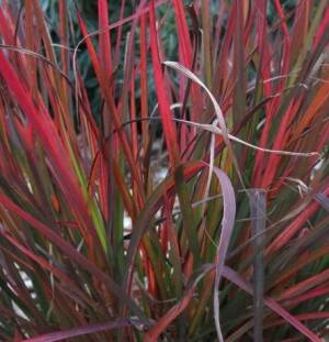 Palczatka Gerarda 'Red Dragon' Andropogon gerardii 'Red Dragon' DOSTĘPNA PO 15 CZERWCA 2024