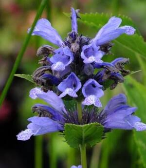 Kocimiętka rozłożysta 'Blue Dreams' Nepeta subsesillis 'Blue Dreams'