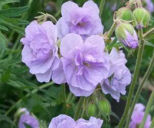 Bodziszek łąkowy 'Cloud Nine' PBR Geranium pratense 'Cloud Nine' PBR 