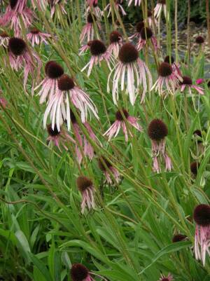 Jeżówka blada 'Hula Dancer' Echinacea palida 'Hula Dancer'