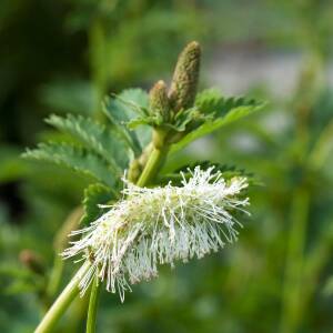 Krwiściąg tępolistny 'Alba'  Sanguisorba obtusa 'Alba'