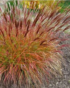 Miskant chiński 'Red Chief' Miscanthus sinensis 'Red Chief'