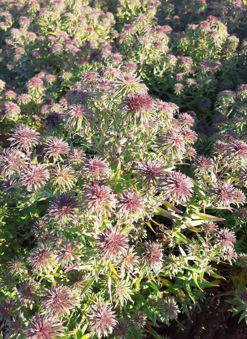 Aster ogrodowy 'Ann Leys'   Symphyotrichum hybridum 'Ann Leys'