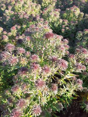 Aster ogrodowy 'Ann Leys'   Symphyotrichum hybridum 'Ann Leys'