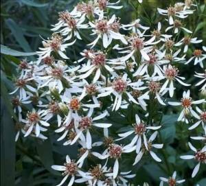 Aster wielkolistny  Eurybia macrophylla 