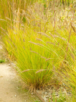 Rozplenica japońska 'Hameln Gold' Pennisetum alopecuroides 'Hameln Gold''