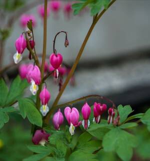 Serduszka okazała Dicentra spectabilis