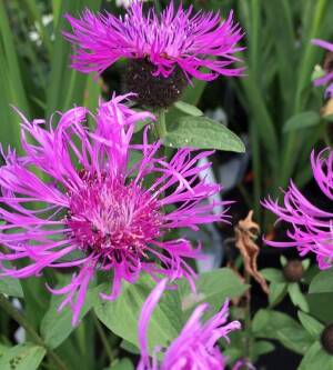 Chaber ogrodowy 'Cara Mia' Centaurea hybrida 'Cara Mia' DOSTEPNY PO 15 CZERWCA 2024