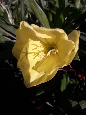 Wiesiołek missuryjski Oenothera missouriensis