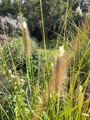 Rozplenica japońska 'Herbstzauber' Pennisetum alopecuroides 'Herbstzauber'' DOSTĘPNA PO 15 CZERWCA 2024