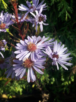 Aster gładki Symphyotrichum laevis 