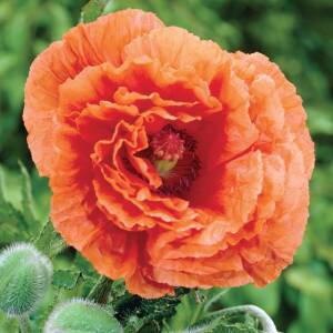 Mak wschodni 'Harvest Moon' Papaver orientale 'Harvest Moon'