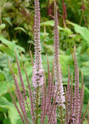 Przetacznikowiec virginijski 'Roseum' Veronicatrum virginicum 'Roseum'