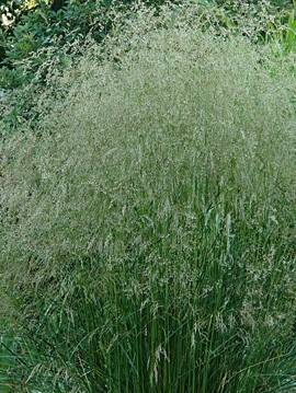 Śmiałek darniowy 'Mill End' Deschampsia caespitosa 'Mill End'