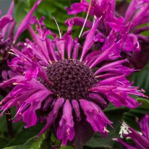 Pysznogłówka ogrodowa 'Bee-Pure'  Monarda hybrida 'Bee-Pure' 