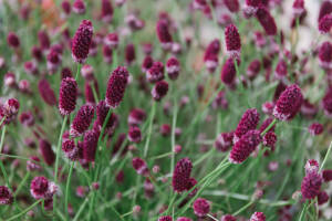 Krwiściąg lekarski 'Japan' Sanguisorba officinalis 'Japan'