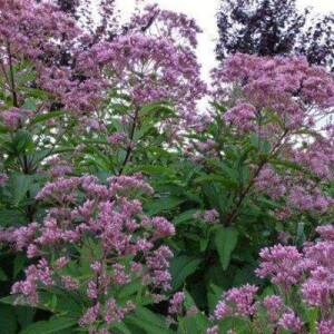 Sadziec plamisty 'Phantom' Eupatorium maculatum 'Phantom' DOSTĘPNY PO 15 CZERWCA 2024 