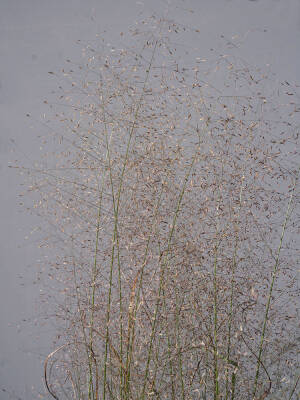 Miłka piaskowa 'Bend' Eragrostis trichodes 'Bend' 