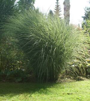 Miskant chiński 'Gracillimus' Miscanthus sinensis 'Gracillimus' DOSTĘPNY  PO 15 CZERWCA 2024