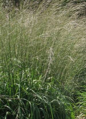 Trzęślica trzcinowata 'Zuneigung' Molinia arundinacea 'Zuneigung'