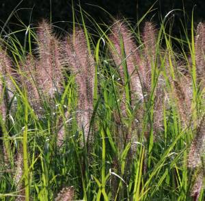 Rozplenica japońska 'Cassian' Pennisetum alopecuroides 'Cassian'