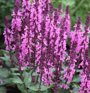 Szałwia omszona 'Midnight Rose' PBR Salvia nemorosa 'Midnight Rose' PBR 