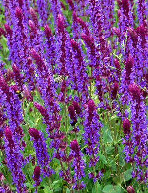 Szałwia omszona 'Tanzerin'  Salvia nemorosa 'Tanzerin'