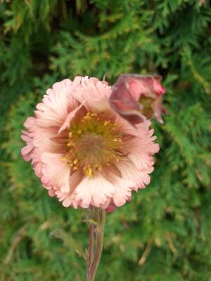 Kuklik zwisły 'Pink Fluffy' Geum rivale 'Pink Fluffy' 