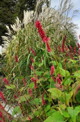 Rdest himalajski 'Fat Domino' Persicaria amplexicaulis 'Fat Domino' 