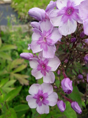 Floks wiechowaty 'Magic Blue'  Phlox paniculata 'Magic Blue'