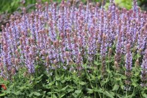 Szałwia omszona 'Salute Ice Blue' PBR Salvia nemorosa 'Salute Ice Blue' PBR