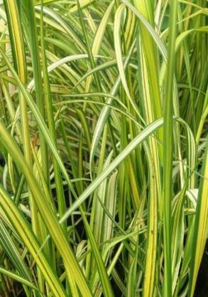 Trzcinnik ostrokwiatowy 'England' Calamagrostis x acutiflora 'England'