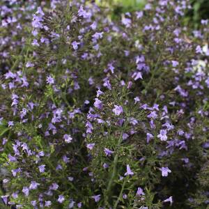 Kalaminta mniejsza 'Marvalette Blue' Calamintha nepeta 'Marvalette Blue' 