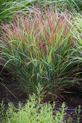 Proso rózgowate 'Shenandoah' Panicum virgatum 'Shenandoah'