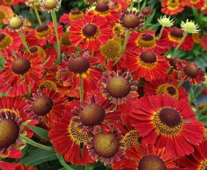 Dzielżan ogrodowy 'Salsa' PBR Helenium x hybridum 'Salsa' PBR 