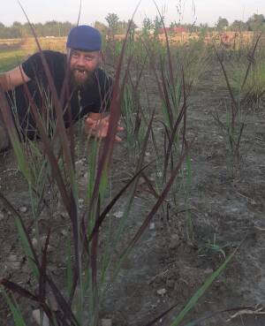 Proso rózgowate 'Nosferatu' Panicum virgatum 'Nosferatu' 