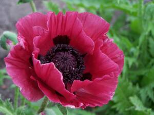 Mak wschodni 'Marlene' Papaver orientale 'Marlene'