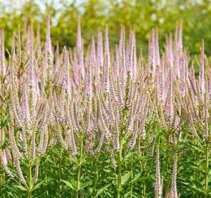 Przetacznikowiec wirginijski 'Chelenger' Veronicastrum virginicum 'Chelenger'