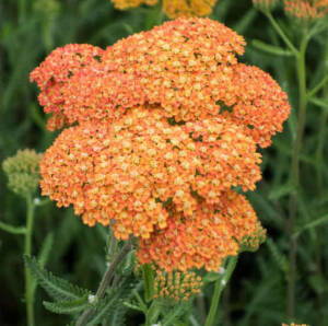 Krwawnik pospolity 'Terracotta' Achillea millefolium 'Terracotta'