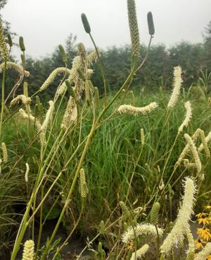 Krwiściąg kanadyjski Sanguisorba canadensis