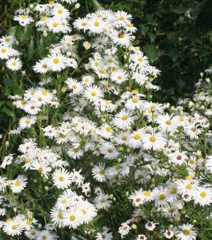 Aster nowobelgijski 'Mount Everest'  Symphyotrichum novi-belgii 'Mount Everest''