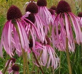 Jeżówka blada Echinacea palida