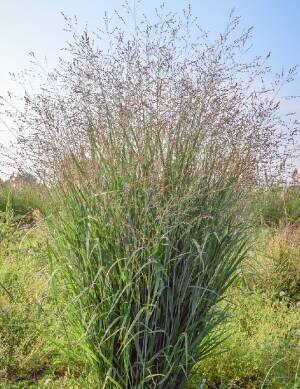 Proso rózgowate 'Majestic Fog' Panicum virgatum 'Majestic Fog' 