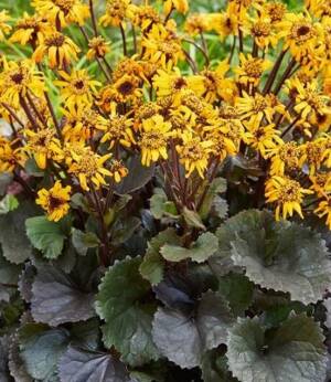 Języczka pomarańczowa 'Pandora' Ligularia dentata 'Pandora'